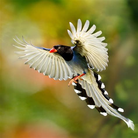 Birds of paradies magic